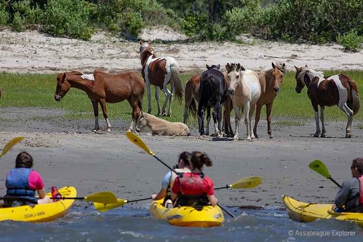 Kayak Tour along Assateague & Chincoteague Island, Virginia