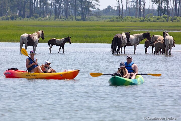 Kayak Tour along Assateague & Chincoteague Island, Virginia
