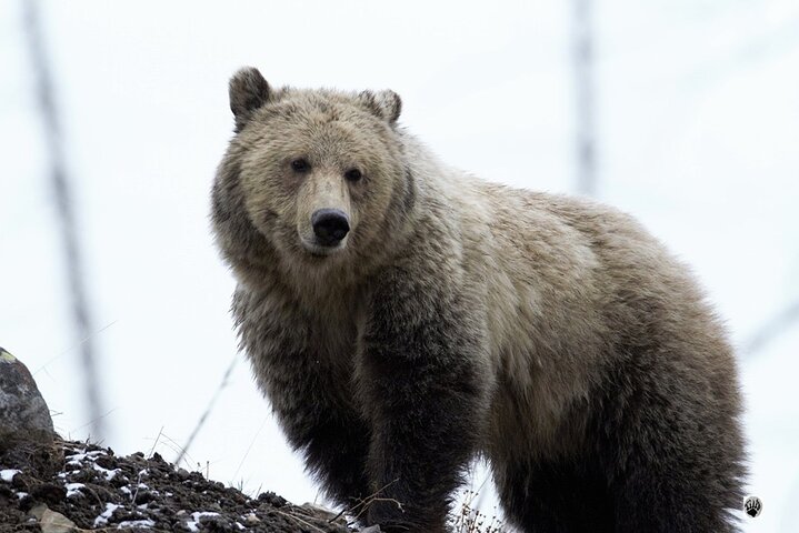 Half Day Yellowstone “Hot Spots” Deals From West Yellowstone