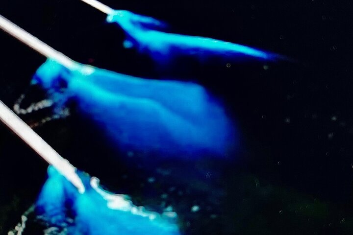 Bioluminescence Tour on Kayak or Paddle Board