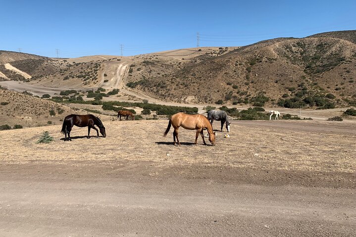 Rosarito/Paintball/Mountain Horses + Transportation
