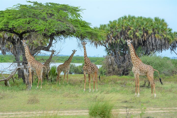 From Zanzibar: Selous Game Reserve Day Safari with Flights