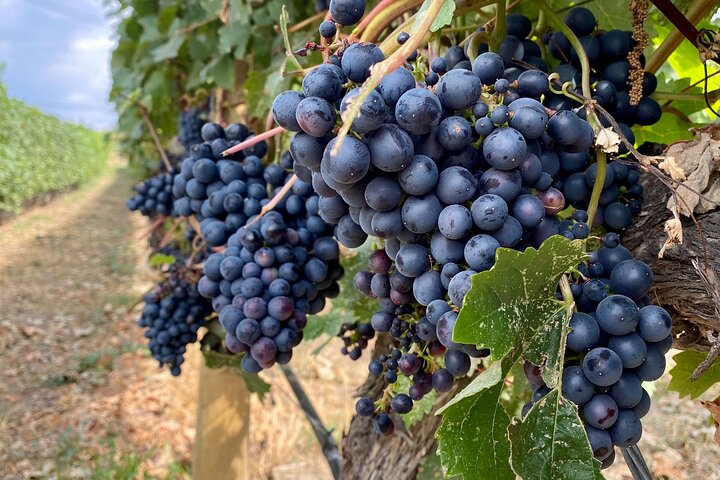 West Kelowna Half-Day Guided Wine Tour With 4 Wineries