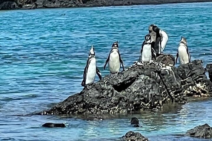 Day Trip to Isabela Island and Tintoreras in Galápagos