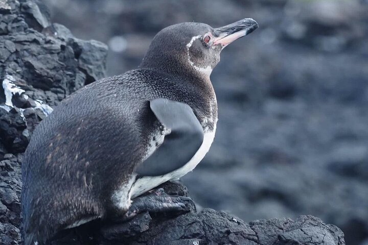 Day Trip to Isabela Island and Tintoreras in Galápagos
