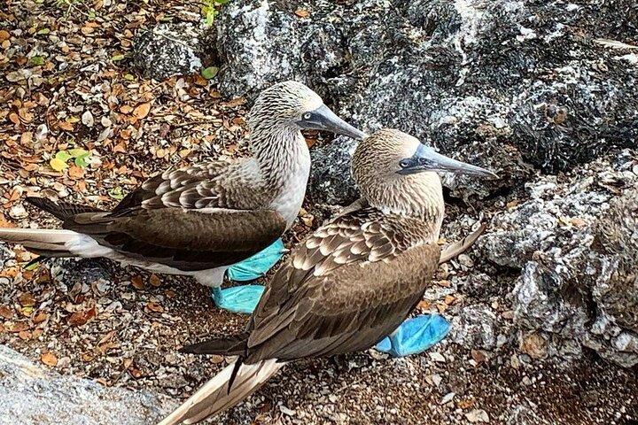 Day Trip to Isabela Island and Tintoreras in Galápagos