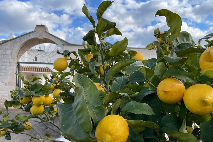 Mozzarella Experience - Cheese Tour and tastings to Masseria Fragnite