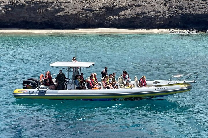 2h Dolphin and Whale Viewing + Snorkeling Tour