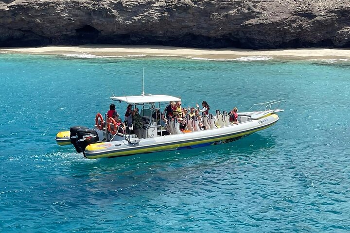 2h Dolphin and Whale Viewing + Snorkeling Tour