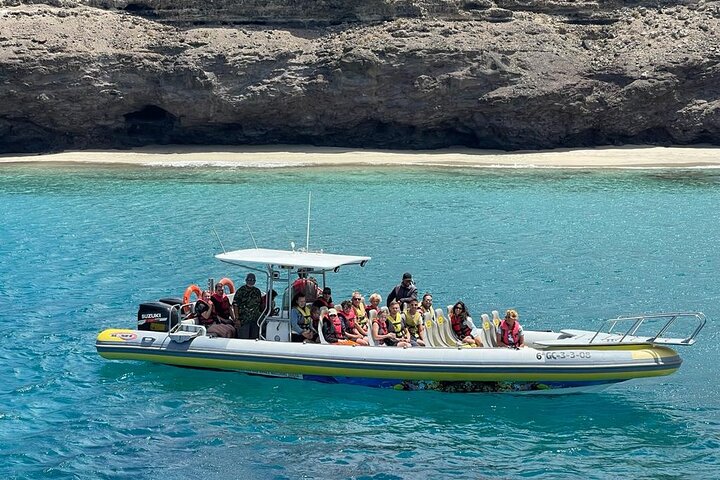 2h Dolphin and Whale Viewing + Snorkeling Tour