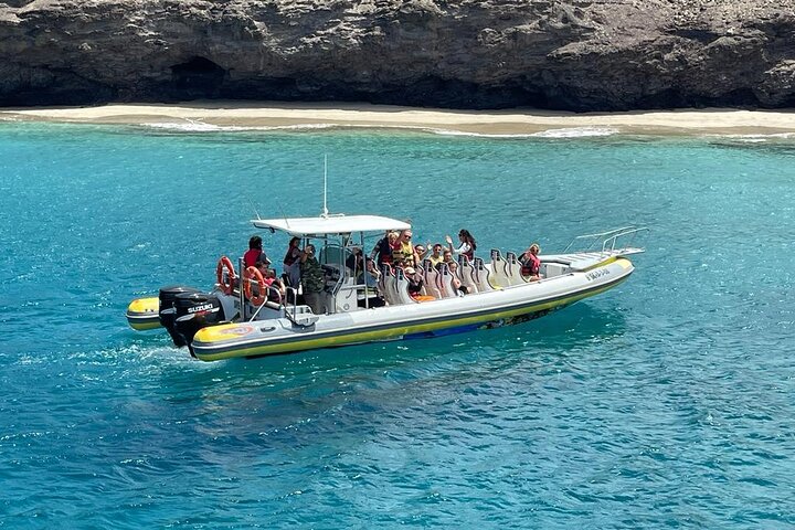 2h Dolphin and Whale Viewing + Snorkeling Tour