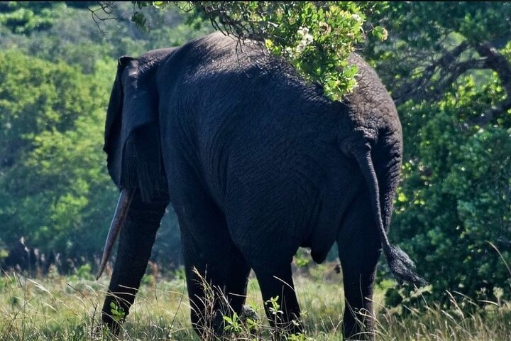 Maputo National Park (Maputo Special Reserve) Full-day Tour