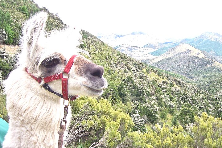 Llama Trek (Taster) - Kowhai River Valley and Native Woodland Tour