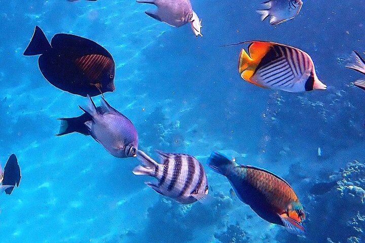 Mnemba Dolphin Tour; Salaam Cave; Kuza Cave; The Rock Restaurant