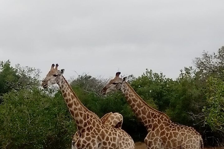 Maputo National Park (Maputo Special Reserve) Full-day Tour