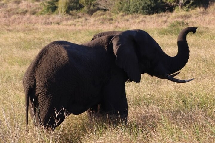 Maputo National Park (Maputo Special Reserve) Full-day Tour