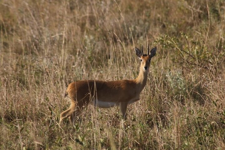 Maputo National Park (Maputo Special Reserve) Full-day Tour