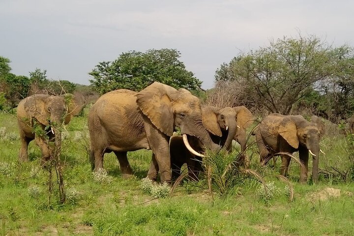 Maputo National Park (Maputo Special Reserve) Full-day Tour