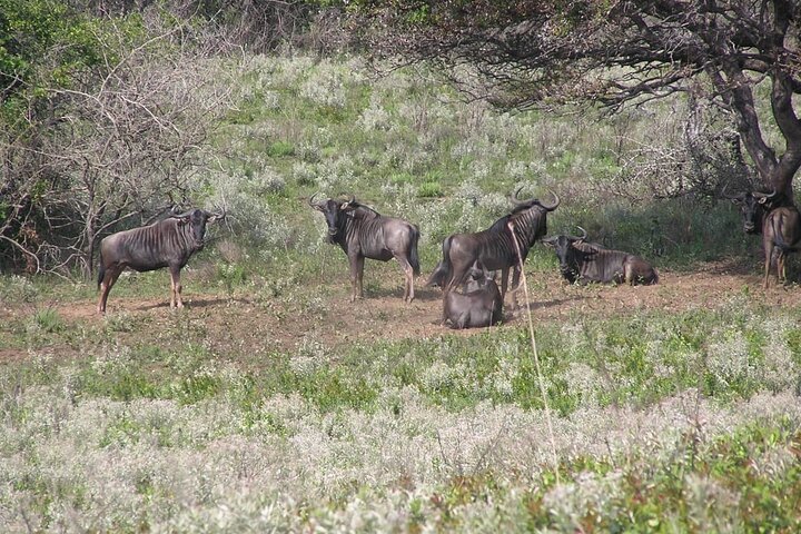 Maputo National Park (Maputo Special Reserve) Full-day Tour