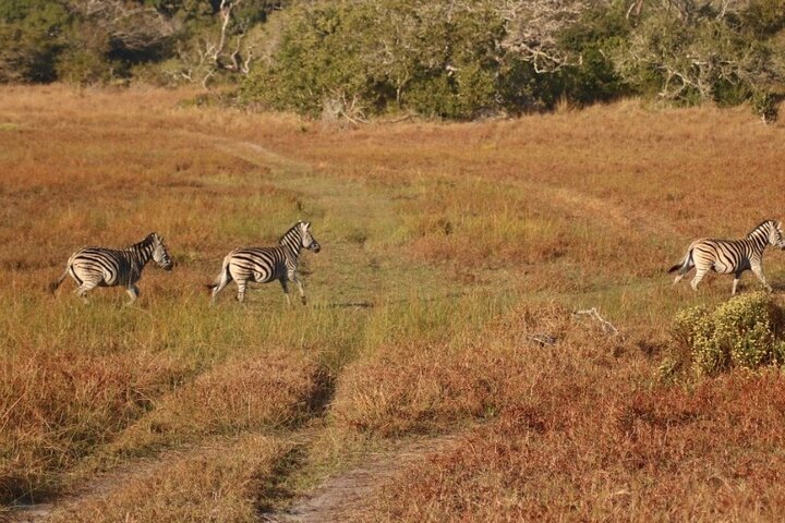 Maputo National Park (Maputo Special Reserve) Full-day Tour