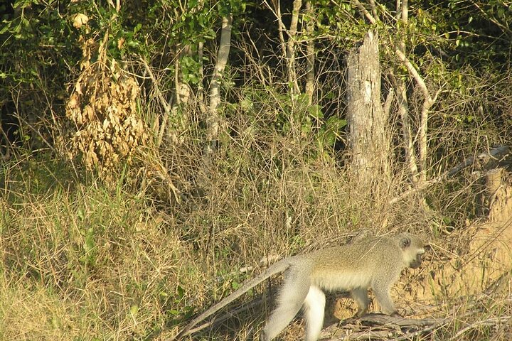 Maputo National Park (Maputo Special Reserve) Full-day Tour