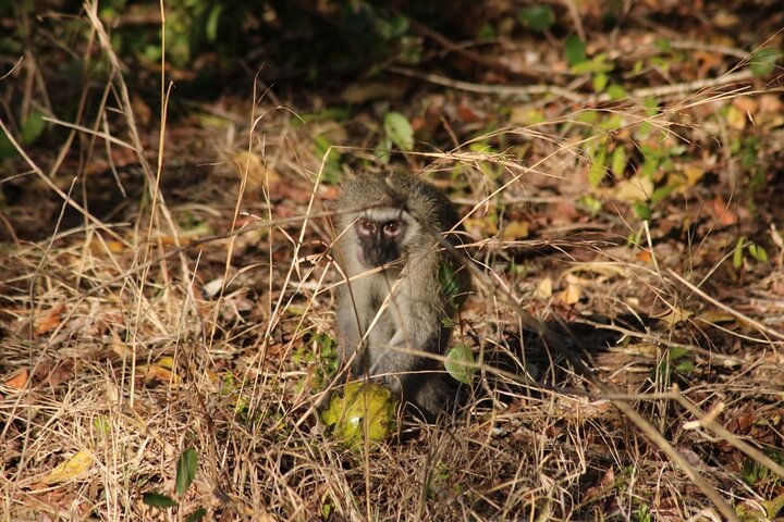 Maputo National Park (Maputo Special Reserve) Full-day Tour
