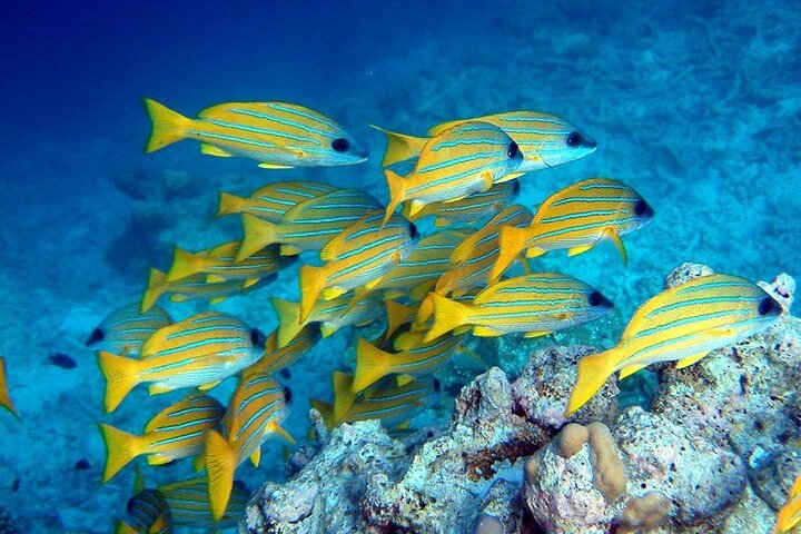 Mnemba Dolphin Tour; Salaam Cave; Kuza Cave; The Rock Restaurant