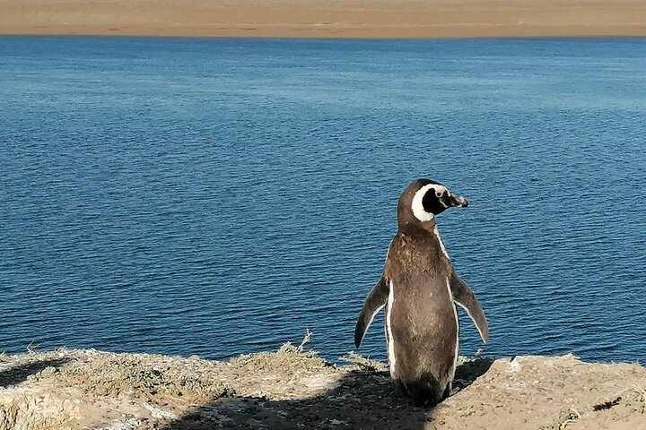Full Day Peninsula Valdes Experience - optional Whale Watching
