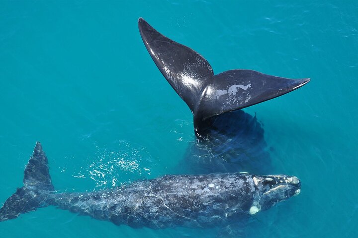 Full Day Peninsula Valdes Experience - optional Whale Watching