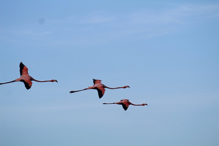 Caroni Bird Sanctuary Tour