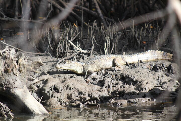 Caroni Bird Sanctuary Tour