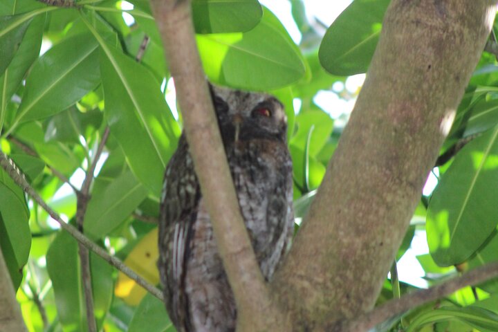 Caroni Bird Sanctuary Tour