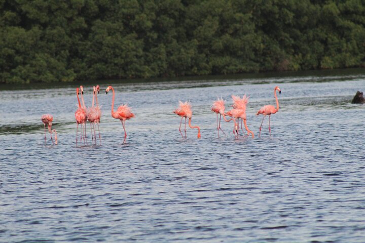 Caroni Bird Sanctuary Tour