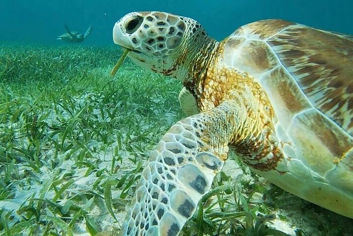 Private Snorkeling in Hol Chan Marine Reserve and Shark Ray Alley