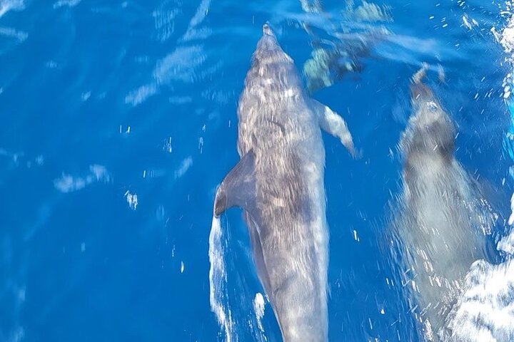 Private Dolphin Watch and Sunset Boat Tour Port Aransas Texas