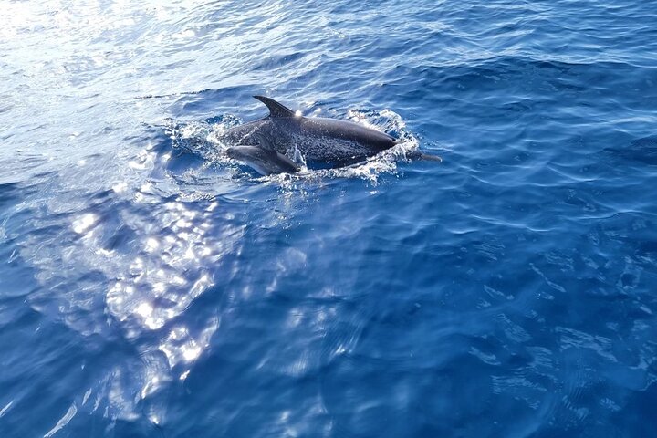 Private Dolphin Watch and Sunset Boat Tour Port Aransas Texas