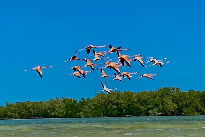 Eco Safari through the Ria Lagartos Natural Park
