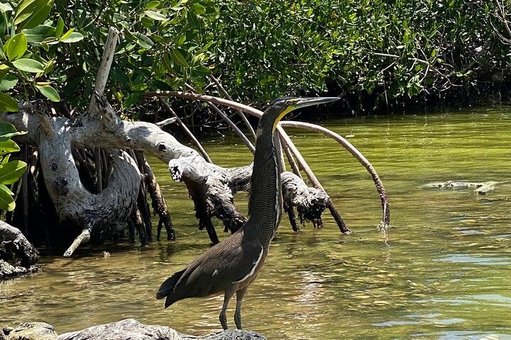 Eco Safari through the Ria Lagartos Natural Park