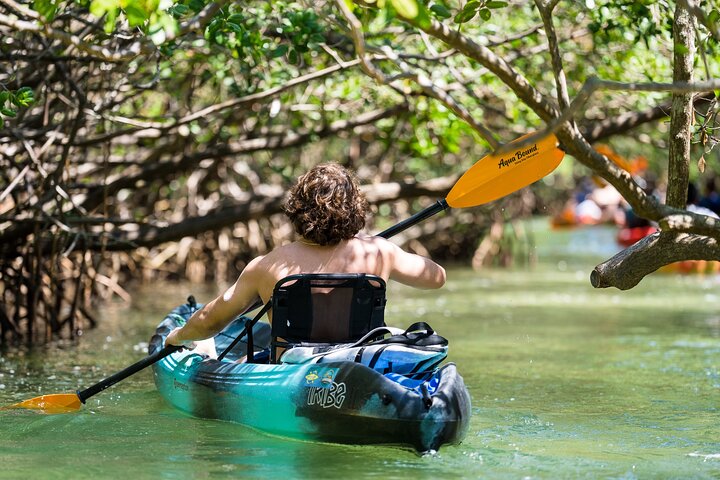 Sarasota Mangrove Tunnel Guided Kayak Adventure