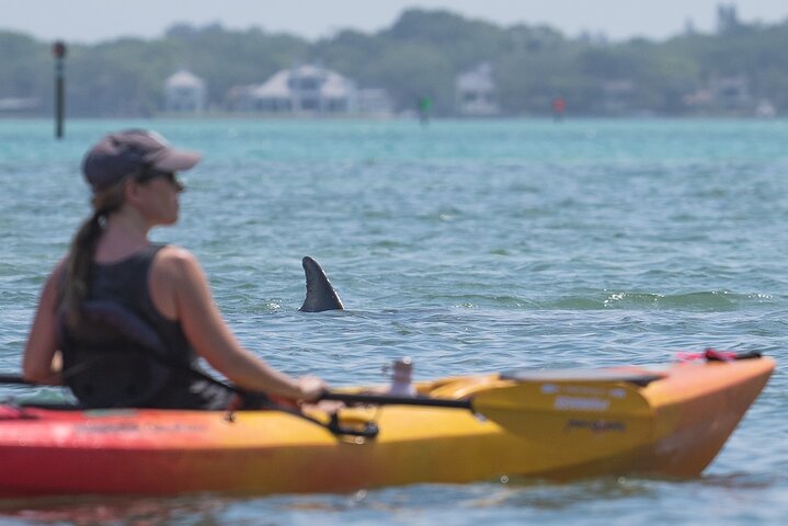 Sarasota Mangrove Tunnel Guided Kayak Adventure