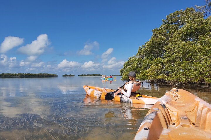 Kayak Experience in the Mangroves of Holbox Island