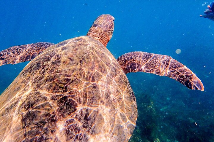 Floreana Island Full Day Tour Including Hiking and Snorkeling