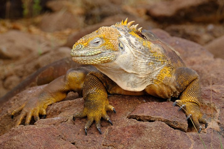 Floreana Island Full Day Tour Including Hiking and Snorkeling