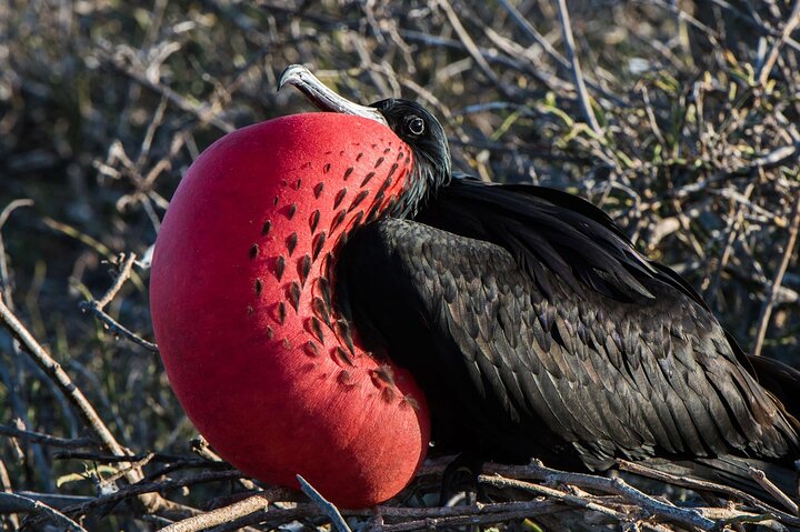 5-Day Galapagos Cruise: Itinerary B (East) aboard Monserrat Yacht