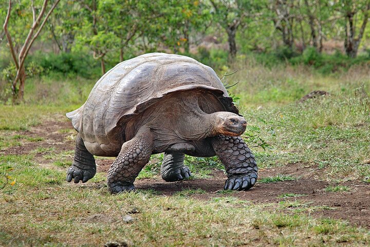 5-Day Galapagos Cruise: Itinerary B (East) aboard Monserrat Yacht