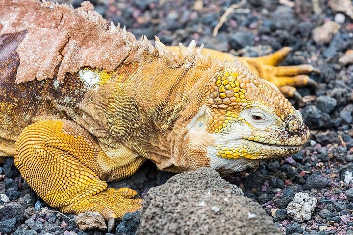 5-Day Galapagos Cruise: Itinerary B (East) aboard Monserrat Yacht