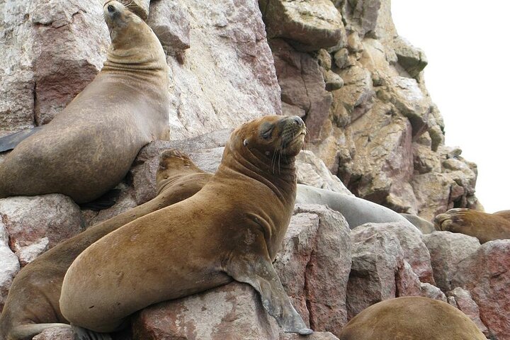 Paracas : Tour to the Ballestas Islands by Modern Boat