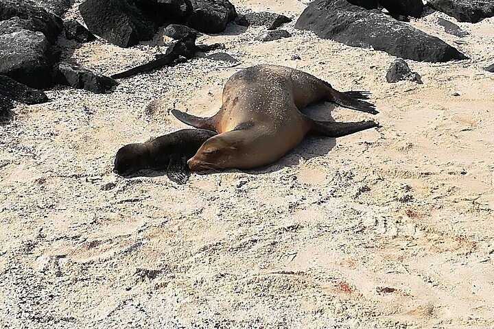 Pinzón Island Day Tour: Santa Fe & Las Palmas Snorkeling