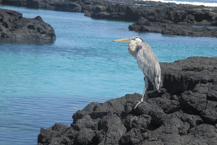 Pinzón Island Day Tour: Santa Fe & Las Palmas Snorkeling