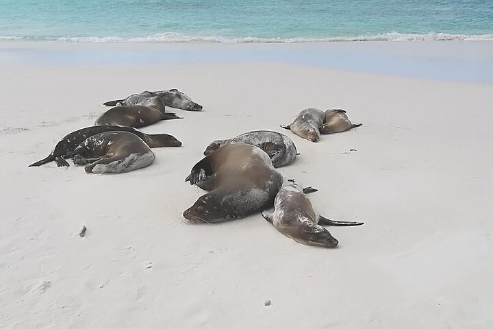 Pinzón Island Day Tour: Santa Fe & Las Palmas Snorkeling